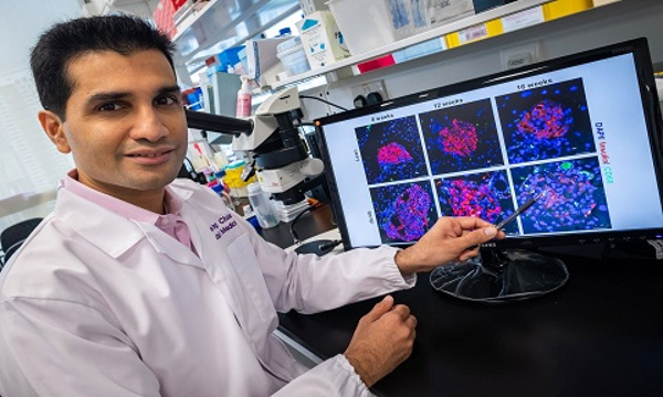 深度解析新加坡南洋理工大学生物工程专业课程设置及申请指南